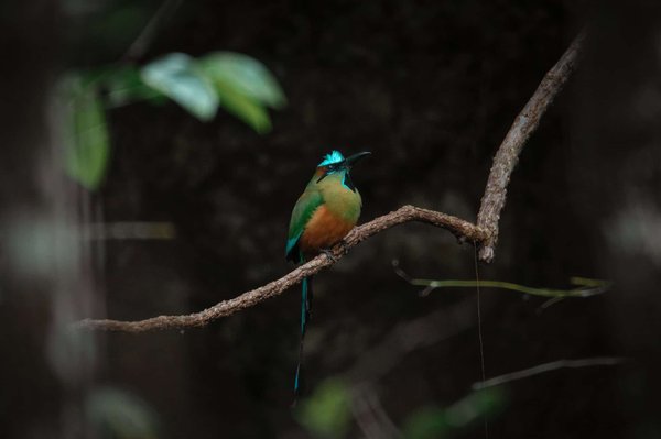 Quels sont les différents traitements de la gynécomastie